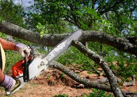 How Our Tree Care Process Works  in Lake Of The Woods, VA